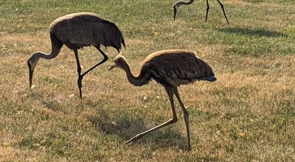 The Underrated Local Park In Wisconsin Where You Can Watch Sandhill Cranes