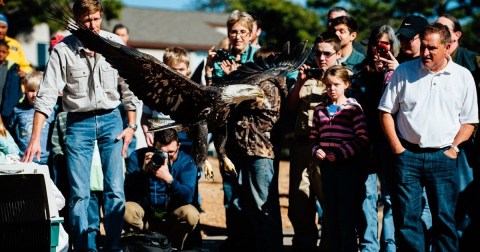 The Underrated State Park In Arkansas Where You Can Watch Eagles Fly Free