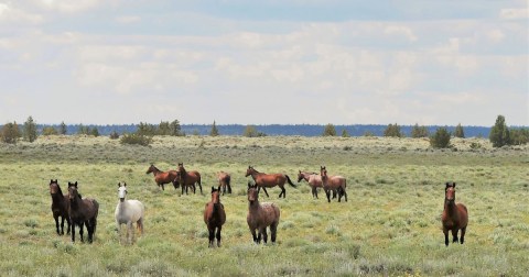 The Underrated Forest In Northern California Where You Can Watch Wild Horses Roam Free