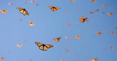 A Special Group Of Monarch Butterflies Was Discovered In Coastal South Carolina