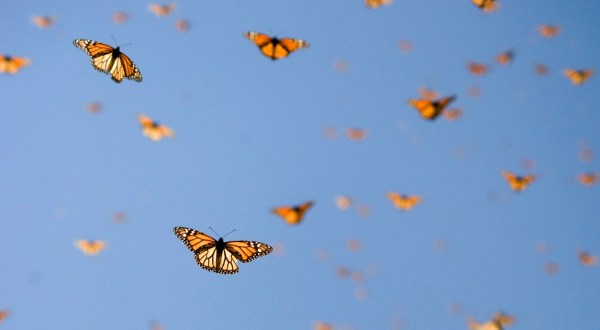 A Special Group Of Monarch Butterflies Was Discovered In Coastal South Carolina