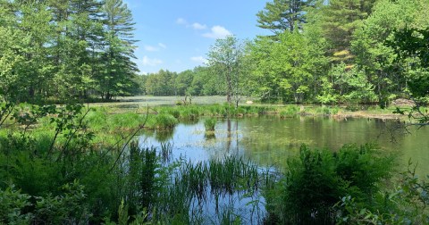 This Little-Known Pond Is Perfect For Easy Nature Walking In New Hampshire