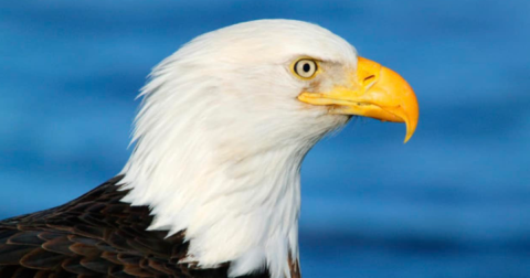The Underrated State Park In Colorado Where You Can Watch Bald Eagles Soar