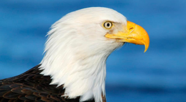 The Underrated State Park In Colorado Where You Can Watch Bald Eagles Soar