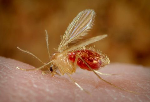 Sand Flies Are Spreading A Rare And Dangerous Flesh-Eating Parasite Across Texas