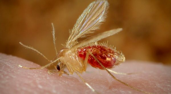 Sand Flies Are Spreading A Rare And Dangerous Flesh-Eating Parasite Across Texas