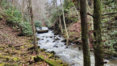 Exploring This Nature Preserve In West Virginia Is The Definition Of An Underrated Adventure