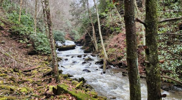 Exploring This Nature Preserve In West Virginia Is The Definition Of An Underrated Adventure