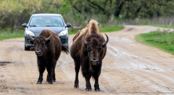 The Underrated State Park In Minnesota Where You Can Watch Bison Roam Free
