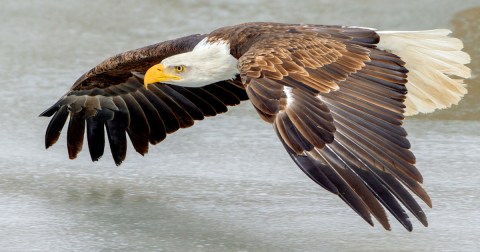 Iowa's Bald Eagle Population Is Bouncing Back After A Few Concerning Years - Here's Where To See Them