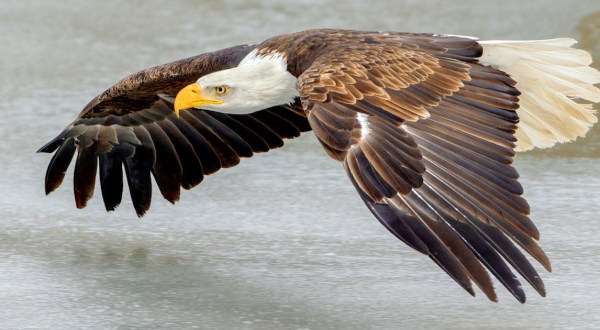 Iowa’s Bald Eagle Population Is Bouncing Back After A Few Concerning Years – Here’s Where To See Them