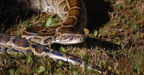 Here’s Everything You Need To Know About Florida’s Urgent Python Problem