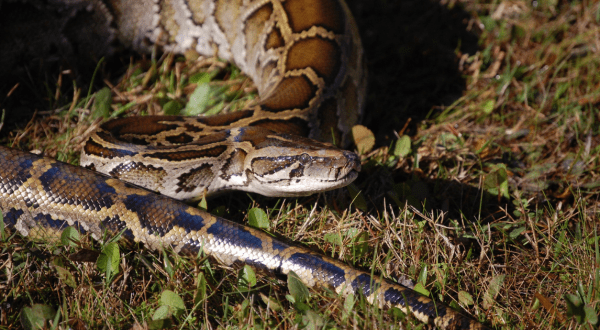 Here’s Everything You Need To Know About Florida’s Urgent Python Problem