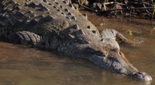 Gigantic Croc Sighting: Witness ‘Croczilla,’ a 14-Foot Monster in Florida Everglades