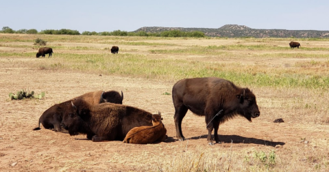 The Underrated State Park In Texas Where You Can Watch Bison Roam Free