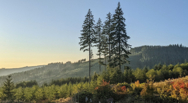 Enjoy A Long Walk At This Underrated State Forest In Washington