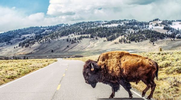 10 Surefire Signs You Have Strong Roots in Montana