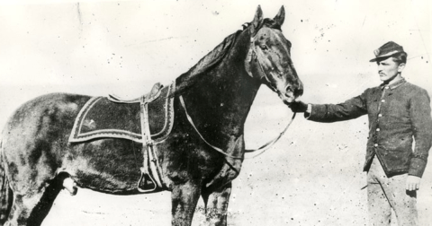 Most People Don't Know That Comanche, The Famous War Horse, Remains Right Here In Kansas