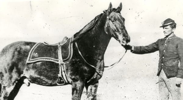 Most People Don’t Know That Comanche, The Famous War Horse, Remains Right Here In Kansas