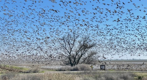 9 Wildlife Refuges in Northern California That Few People Know About