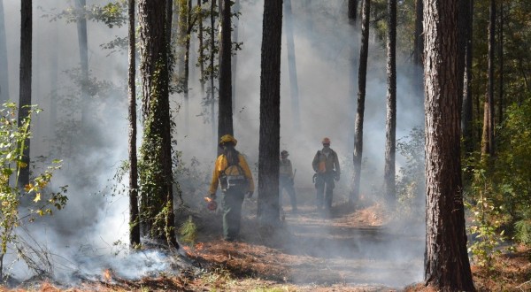 The Underrated National Park In South Carolina Where You Can Witness A Controlled Forest Burn