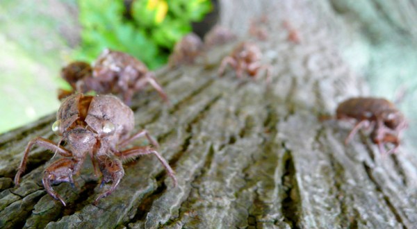 Prepare Your Ears For Millions Of Cicadas In Louisiana This Spring