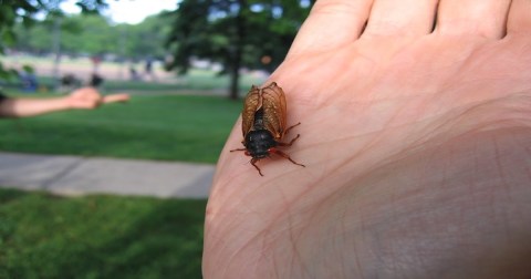 For The First Time In 221 Years, A Rare Double Emergence Of Cicadas Is Expected In 2024 In Oklahoma