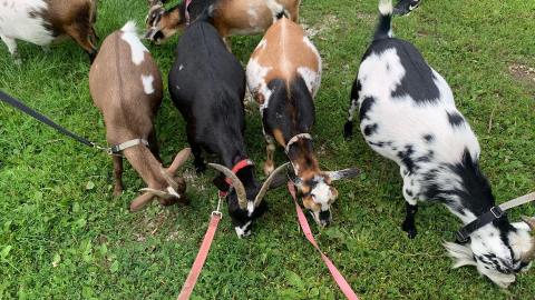 Go Walking With Goats At This Idyllic Family Farm In Indiana For A Unique Adventure