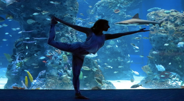 Experience Aquatic Nirvana At Fin And Zen Yoga At The Mississippi Aquarium