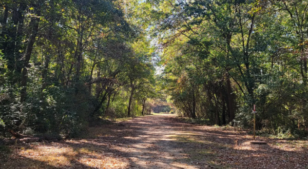 An Unforgettable Adventure Awaits On This College Campus Trail In Alabama