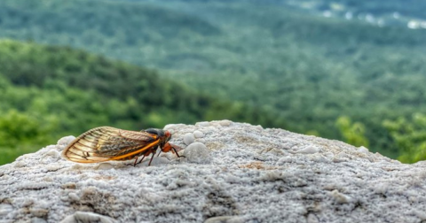For The First Time In 221 Years, A Rare Double Emergence Of Cicadas Is Expected In 2024