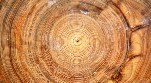 Most People Didn’t Know That Dendrochronology Was Invented Right Here In Arizona
