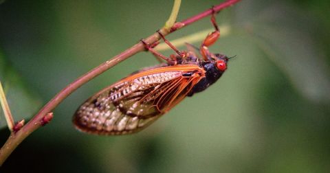 For The First Time In 221 Years, A Rare Double Emergence Of Cicadas Is Expected In 2024 In Indiana