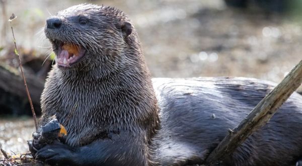 The Little-Known Story Of River Otters In Indiana And How They’re Making A Big Comeback