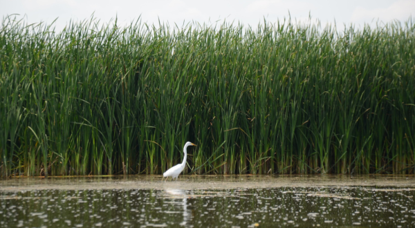 Your Ultimate Guide To State Parks In Illinois