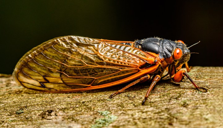 double emergence of cicadas 2024