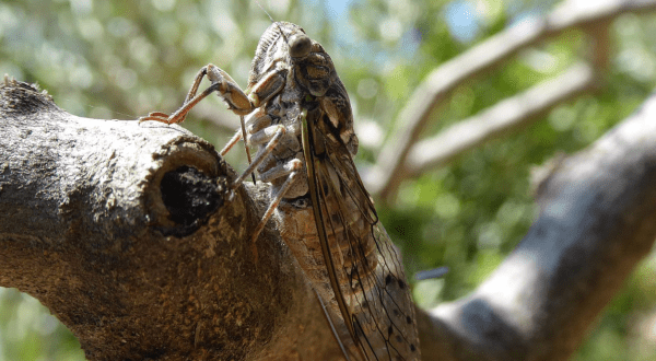 For The First Time In 221 Years, A Rare Double Emergence Of Cicadas Is Expected In 2024 In Georgia