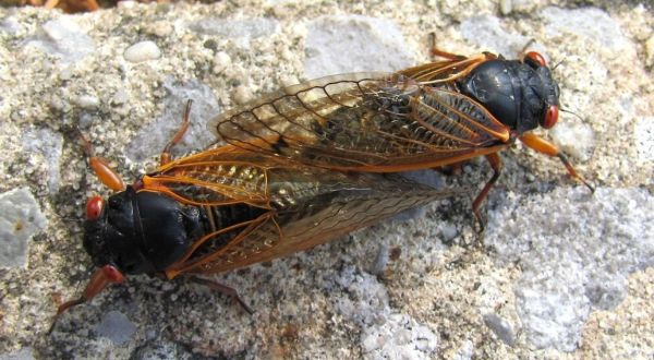 For The First Time In 221 Years, A Rare Double Emergence Of Cicadas Is Expected In 2024 In North Carolina