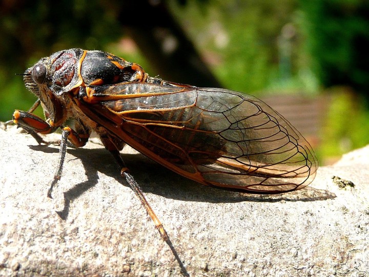 double emergence of cicadas in 2024