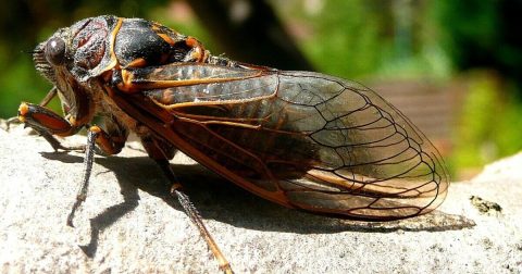 For The First Time In 221 Years, A Rare Double Emergence Of Cicadas Is Expected In 2024 In Illinois