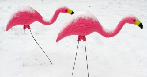 Most People Didn't Know That The Plastic Pink Flamingo Was Invented Right Here In Massachusetts