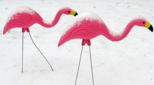 Most People Didn’t Know That The Plastic Pink Flamingo Was Invented Right Here In Massachusetts