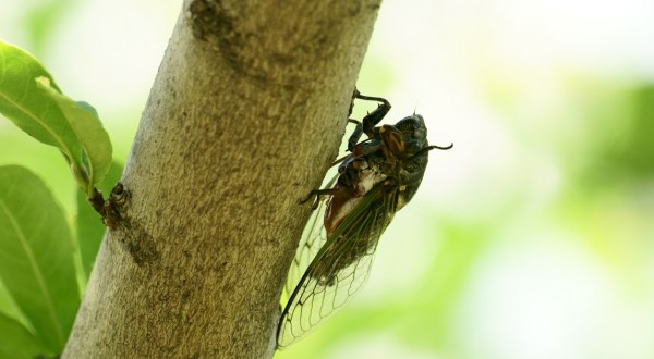 For The First Time In 221 Years, A Rare Double Emergence Of Cicadas Is Expected In 2024 In South Carolina