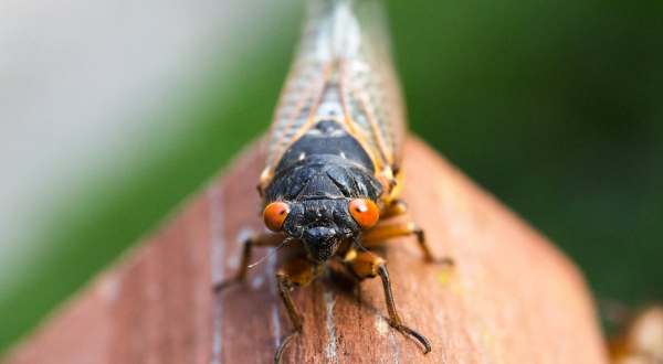 For The First Time In 221 Years, A Rare Double Emergence Of Cicadas Is Expected In 2024 In Alabama