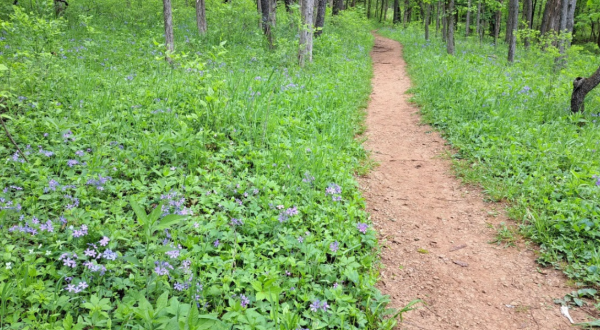 This 3.4-Mile Trail In Missouri Is Covered In Wildflower Blooms In The Springtime