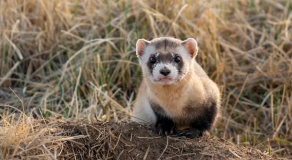 The Little-Known Story Of The Black-Footed Ferret In Colorado And How It’s Making A Big Comeback