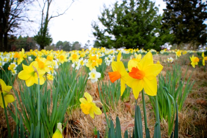 daffodil festival at Moss Mountain Farm