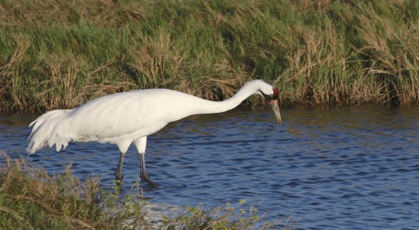 The Little-Known Story Of Whooping Crane In Louisiana And How It’s Making A Big Comeback