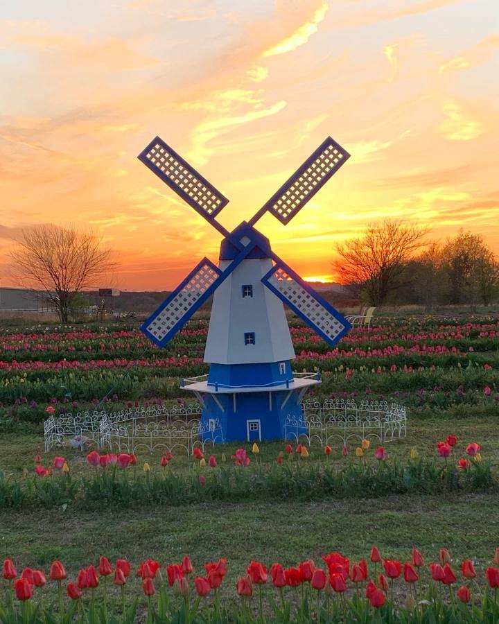 tulip farm in Arkansas