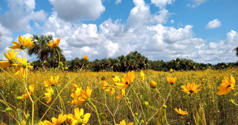 Your Ultimate Guide To Spring Attractions And Activities In Florida